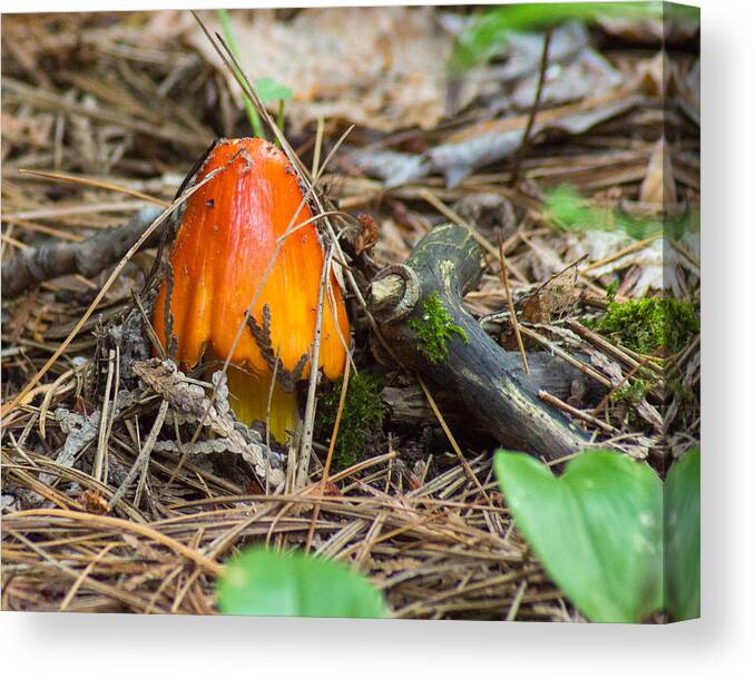 Forest Floor Canvas Print featuring the photograph Fiery Fungi by Bill Pevlor