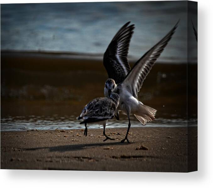 Bird Canvas Print featuring the photograph Fighting Sandpipers by Maggy Marsh