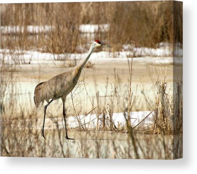 Sandhill Crane Canvas Print featuring the photograph First Crane by Thomas Young