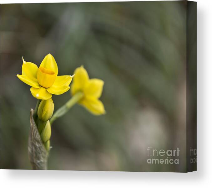 Narcissus Canvas Print featuring the photograph First jonquils by Cindy Garber Iverson