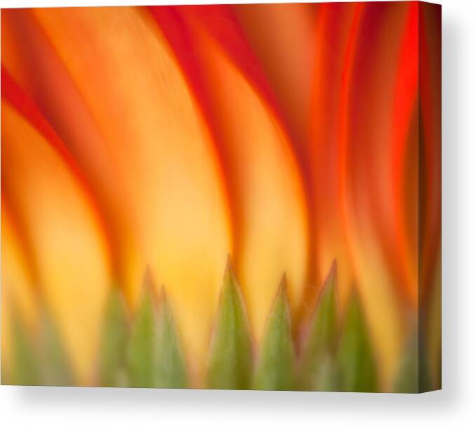 Flowers Canvas Print featuring the photograph Flaming Gerber Daisy by Joan Herwig
