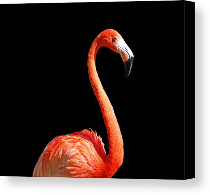 Flamingo Canvas Print featuring the photograph Flamingo Portrait by Aimee L Maher ALM GALLERY