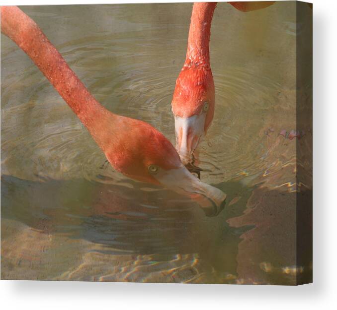 Flamingo Canvas Print featuring the photograph A Pair of Flamingoes by Valerie Collins