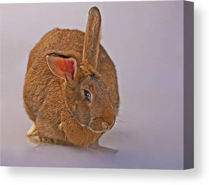 Mammal Canvas Print featuring the photograph Flemish by Jack Milchanowski