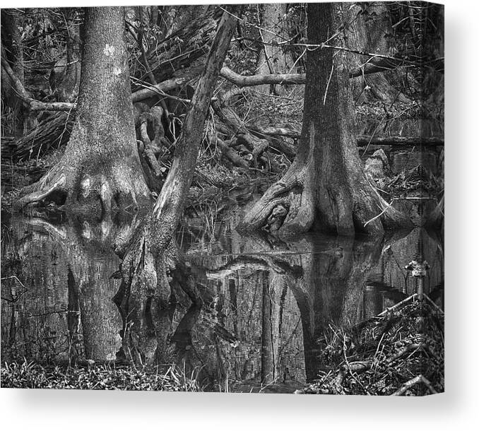 Tree Canvas Print featuring the photograph Floating Twins by Alan Raasch