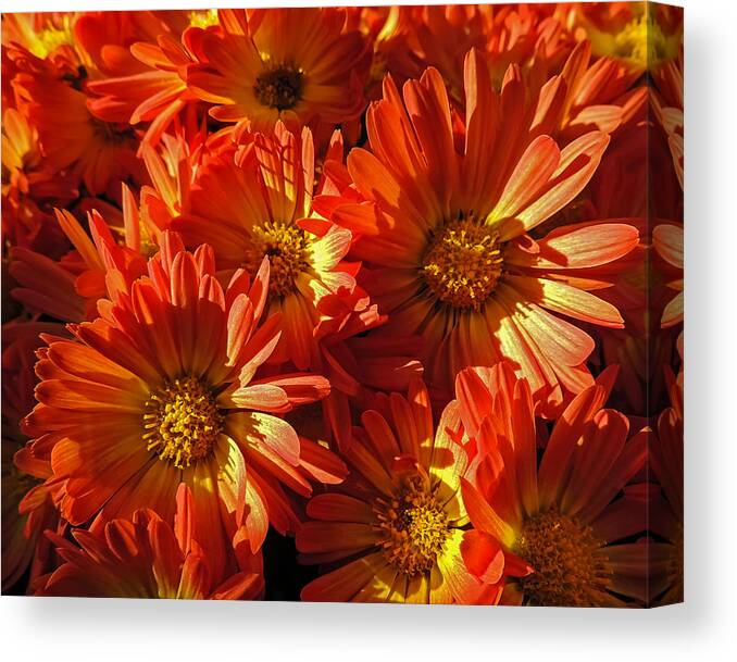 Flower Canvas Print featuring the photograph Floral Frenzy by Robert Mitchell