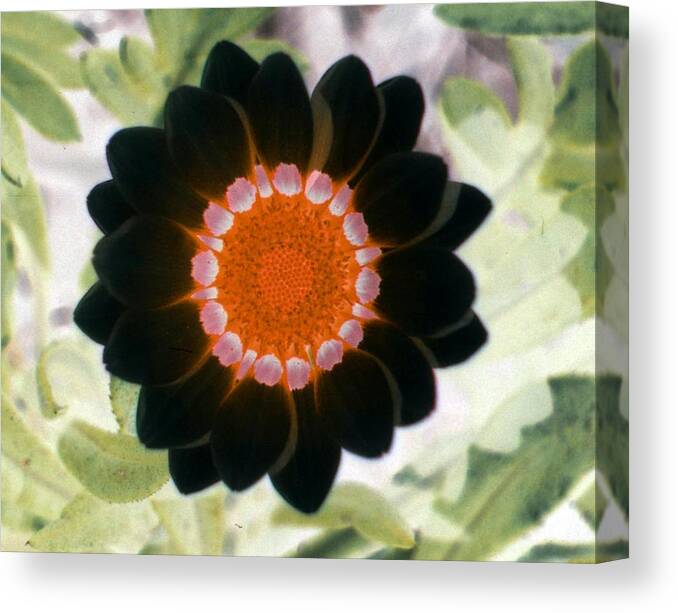 Flower Canvas Print featuring the photograph Flower Power 1425 by Pamela Critchlow