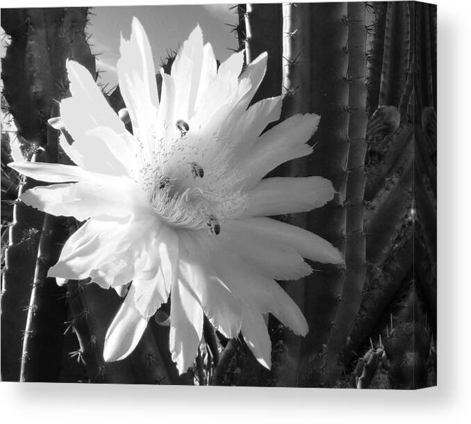 Cactus Canvas Print featuring the photograph Flowering Cactus 5 BW by Mariusz Kula