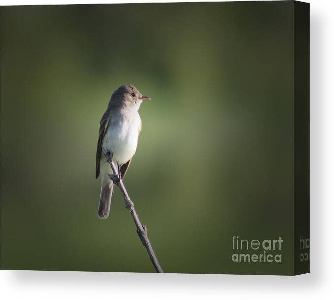 Christian Canvas Print featuring the photograph Flycatcher in Meditation by Anita Oakley