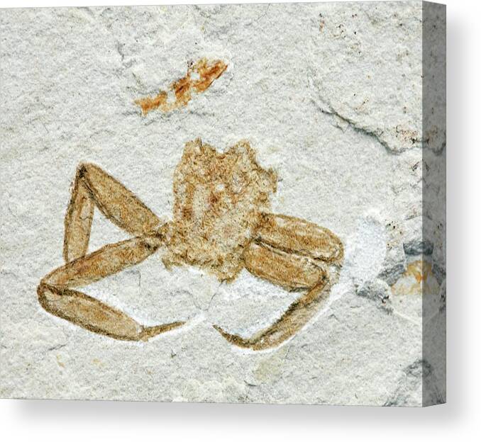 Animal Canvas Print featuring the photograph Fossil Arachnid by Pascal Goetgheluck/science Photo Library