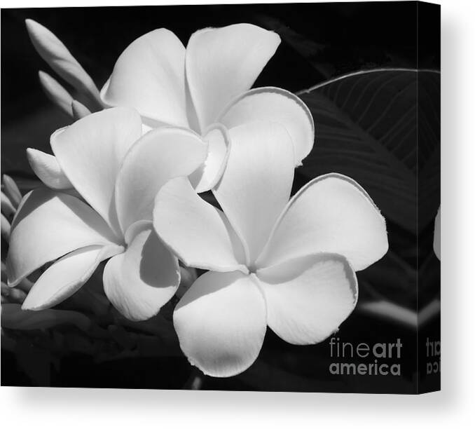 Art Canvas Print featuring the photograph Frangipani in Black and White by Sabrina L Ryan