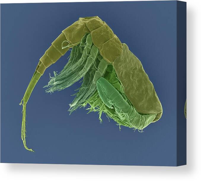 Invertebrate Canvas Print featuring the photograph Freshwater Copepod (diacyclops Thomasi) by Dennis Kunkel Microscopy/science Photo Library