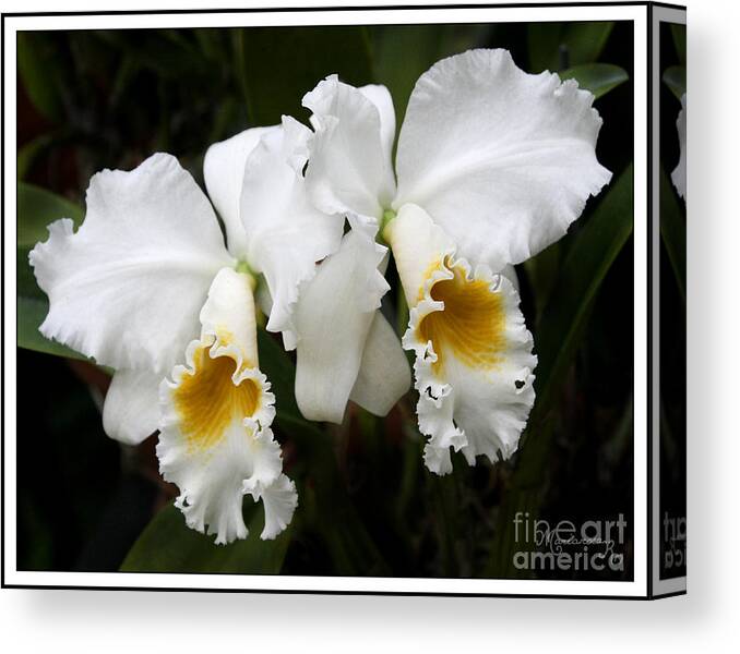 Orchids Canvas Print featuring the photograph Friends Forever by Mariarosa Rockefeller