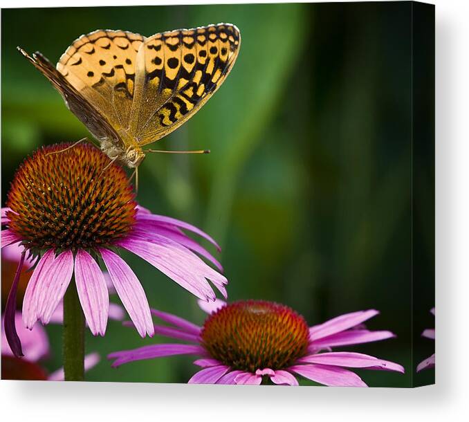 Butterfly Canvas Print featuring the photograph Fritellary on Cone Flower by Michael Dougherty