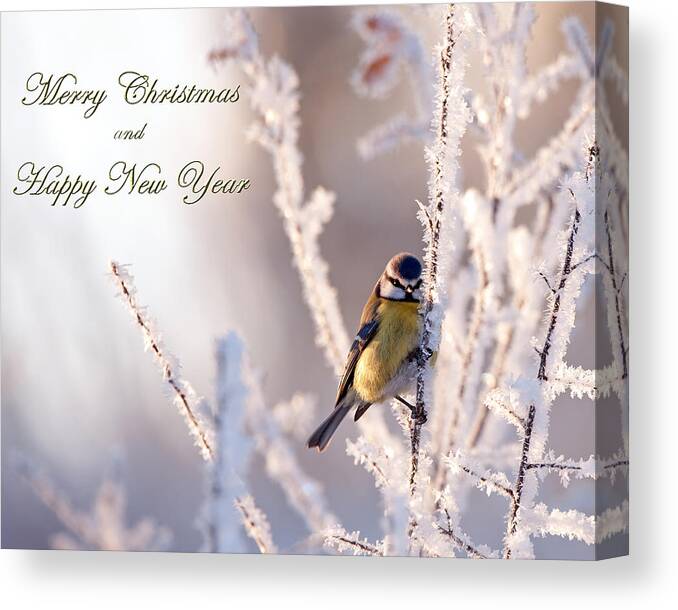 Christmas Greetings Canvas Print featuring the photograph Frosty with Christmas greetings by Torbjorn Swenelius