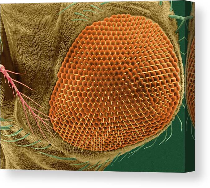 8615b Canvas Print featuring the photograph Fruit Fly Compound Eye by Dennis Kunkel Microscopy/science Photo Library