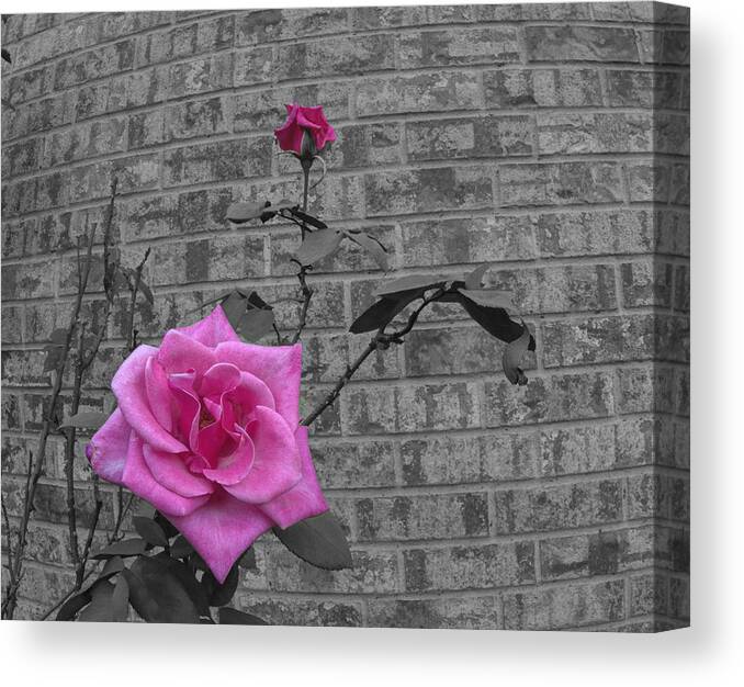 Rose Canvas Print featuring the photograph Garden Rose by Phil And Karen Rispin