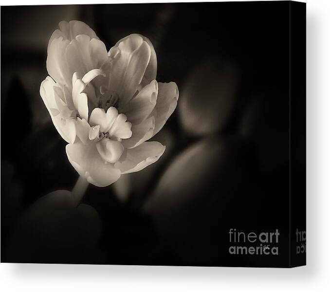 Natural Canvas Print featuring the photograph Gardenia by Gerlinde Keating