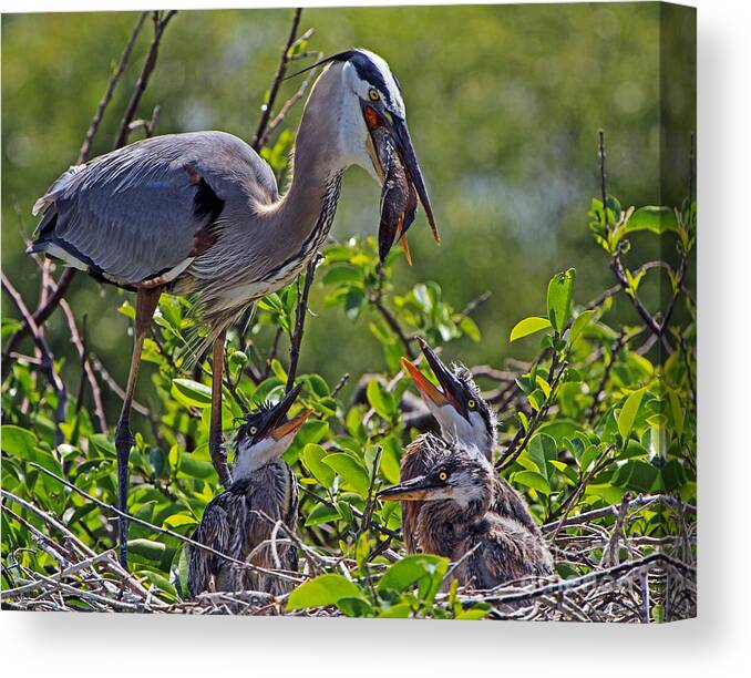 Great Blue Heron Canvas Print featuring the photograph Great Blue Heron Lunch Alfresco by Larry Nieland