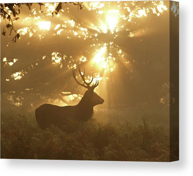 Nature Canvas Print featuring the photograph Ghost Of The Forest by Greg Morgan