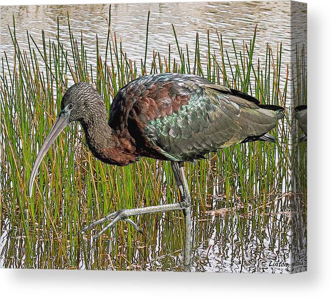 Ibis Canvas Print featuring the digital art Glossy Ibis by Larry Linton