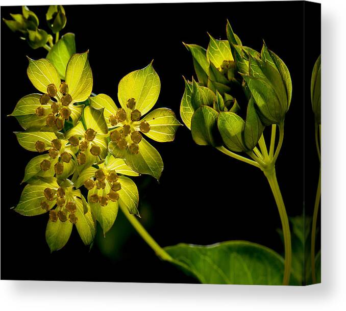 Black Background Canvas Print featuring the photograph Glow by Len Romanick