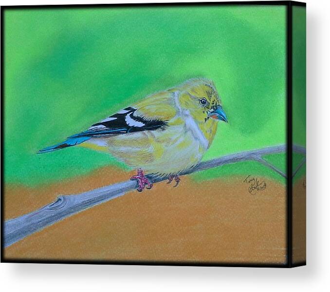 Birds Canvas Print featuring the drawing Goldfinch by Tony Clark