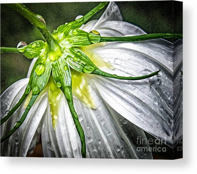 Macro Canvas Print featuring the photograph Got Ya by Barry Weiss