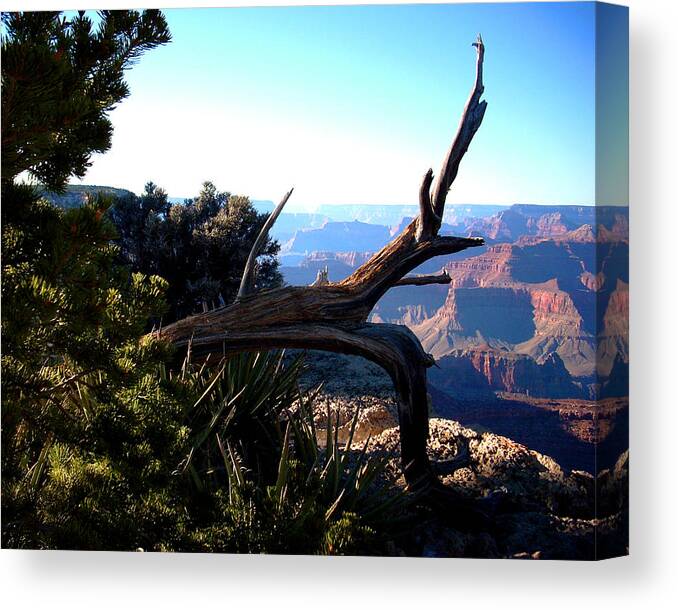 Tree Canvas Print featuring the photograph Grand Canyon Dead Tree by Matt Quest