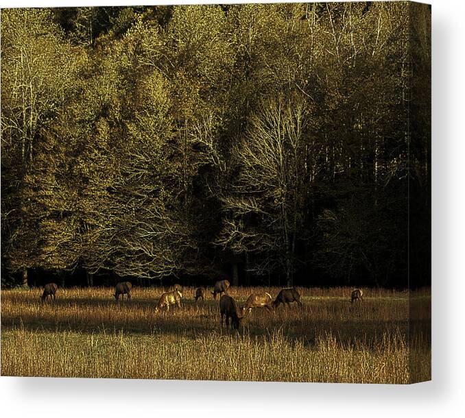 Elk Canvas Print featuring the photograph Grazing Elk by Kevin Senter