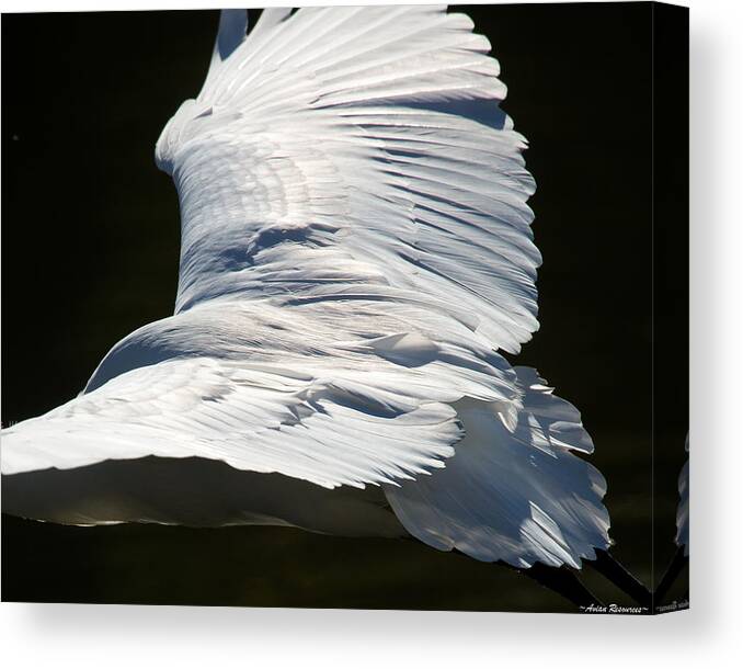 Great Canvas Print featuring the photograph Great Egret by Avian Resources