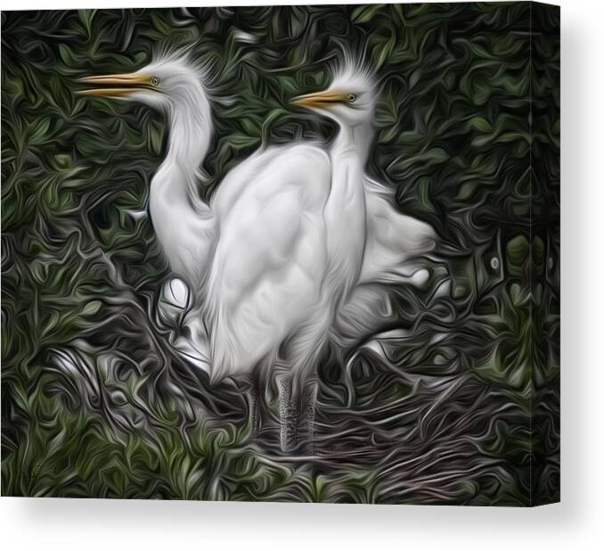 Avian Canvas Print featuring the photograph Great Egret Chicks by Hazel Billingsley
