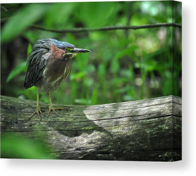 Green Backed Heron Canvas Print featuring the photograph Green Backed Heron at the Swamp by Rebecca Sherman