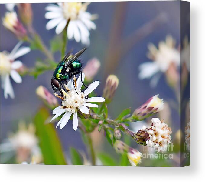 Green Bottle Fly Photo Canvas Print featuring the photograph Green Bottle Fly by Gwen Gibson