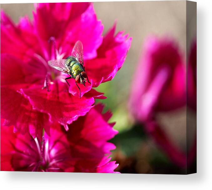 Flies Canvas Print featuring the photograph Green Bottle Fly on Dianthus by Rona Black
