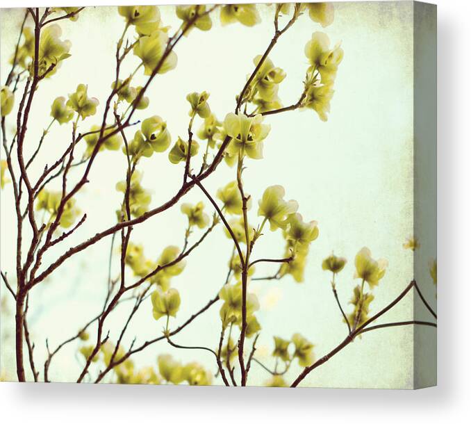 Green Dogwood Canvas Print featuring the photograph Green Dogwood by Lupen Grainne