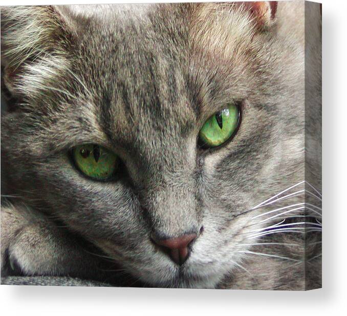 Cat Canvas Print featuring the photograph Green Eyes by Leigh Anne Meeks