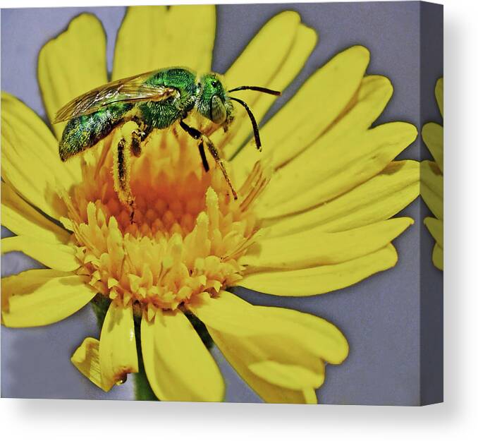 Insect Canvas Print featuring the photograph Green on Yellow by George Davidson