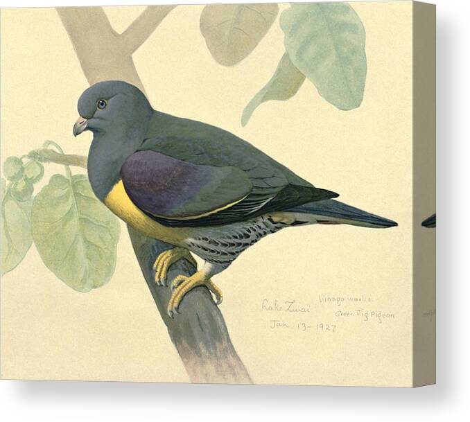 Green Pigeon Canvas Print featuring the painting Green Pigeon by Dreyer Wildlife Print Collections 
