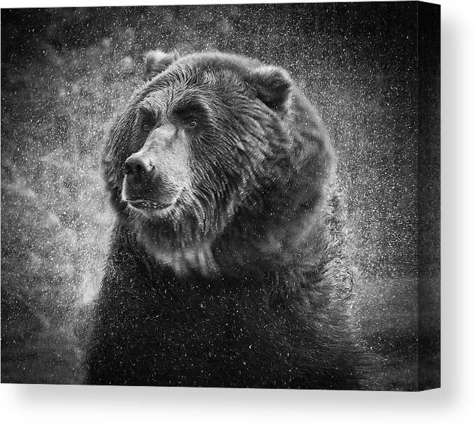 Griz Canvas Print featuring the photograph Grizzly Bear Rain by Steve McKinzie