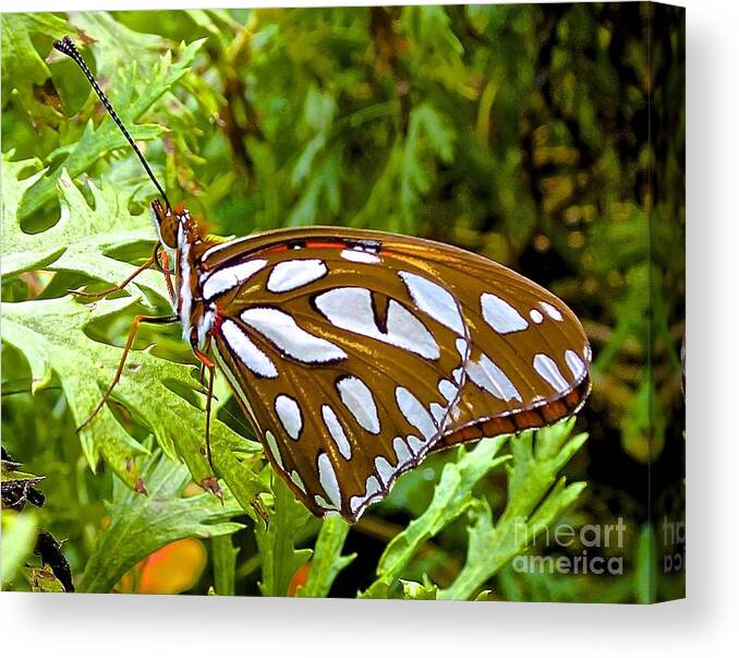 Maui Canvas Print featuring the photograph Good Morning Gulf Fritillary Butterfly by Cheryl Cutler