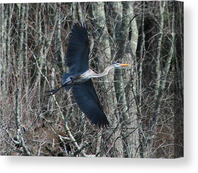 Heron Canvas Print featuring the photograph Hallelujah by Neal Eslinger