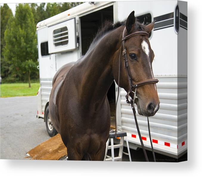 Horse Canvas Print featuring the photograph Handsome by Phil Abrams