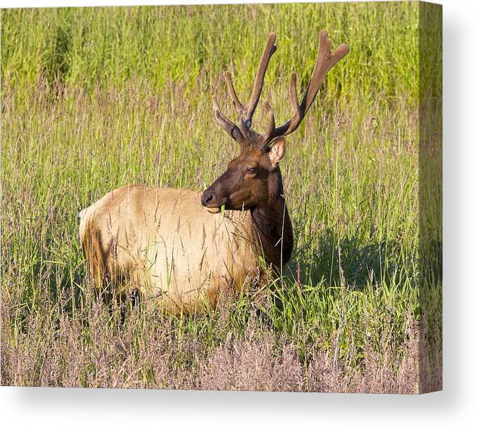 Elk Canvas Print featuring the photograph Hanging out in the Meadow by Todd Kreuter