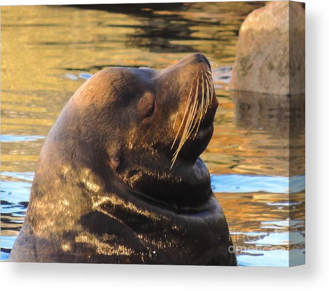 Sea Lion Canvas Print featuring the photograph Happy and Content by L J Oakes