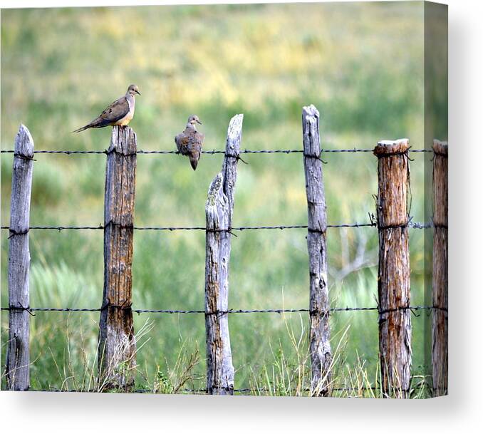 Doves Canvas Print featuring the photograph Happy Doves by Clarice Lakota