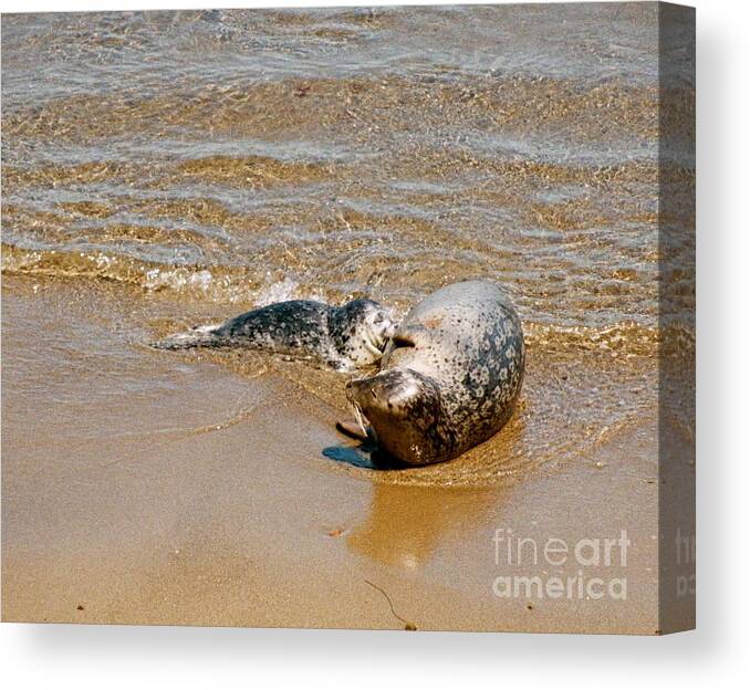 Harbor Seal Mother And Pup Canvas Print featuring the photograph Harbor Seal Mother and Pup by Johanne Peale