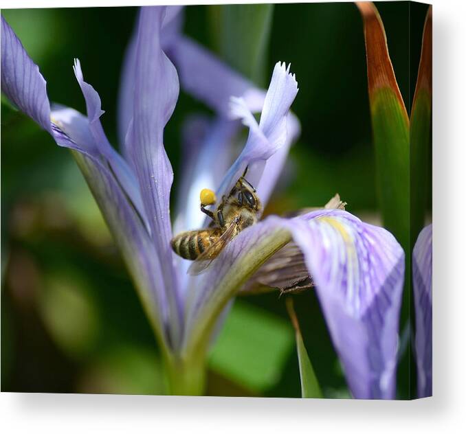 Bee. Honey Bee Canvas Print featuring the photograph Hard Days Work 4 by Fraida Gutovich