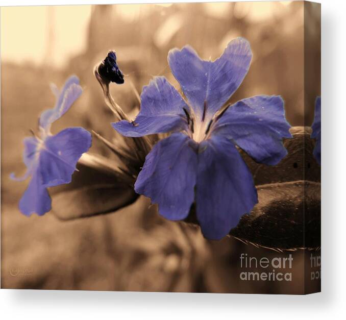 Macro Flower Canvas Print featuring the photograph Harmony by Robert ONeil