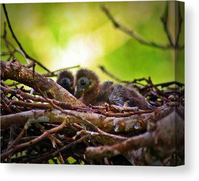 Opisthocomus Hoazin Canvas Print featuring the photograph Hoatzin Hatchlings in the Amazon by Henry Kowalski